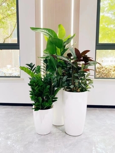 慈溪盆景出租专业，为您打造独特景观空间><div class=